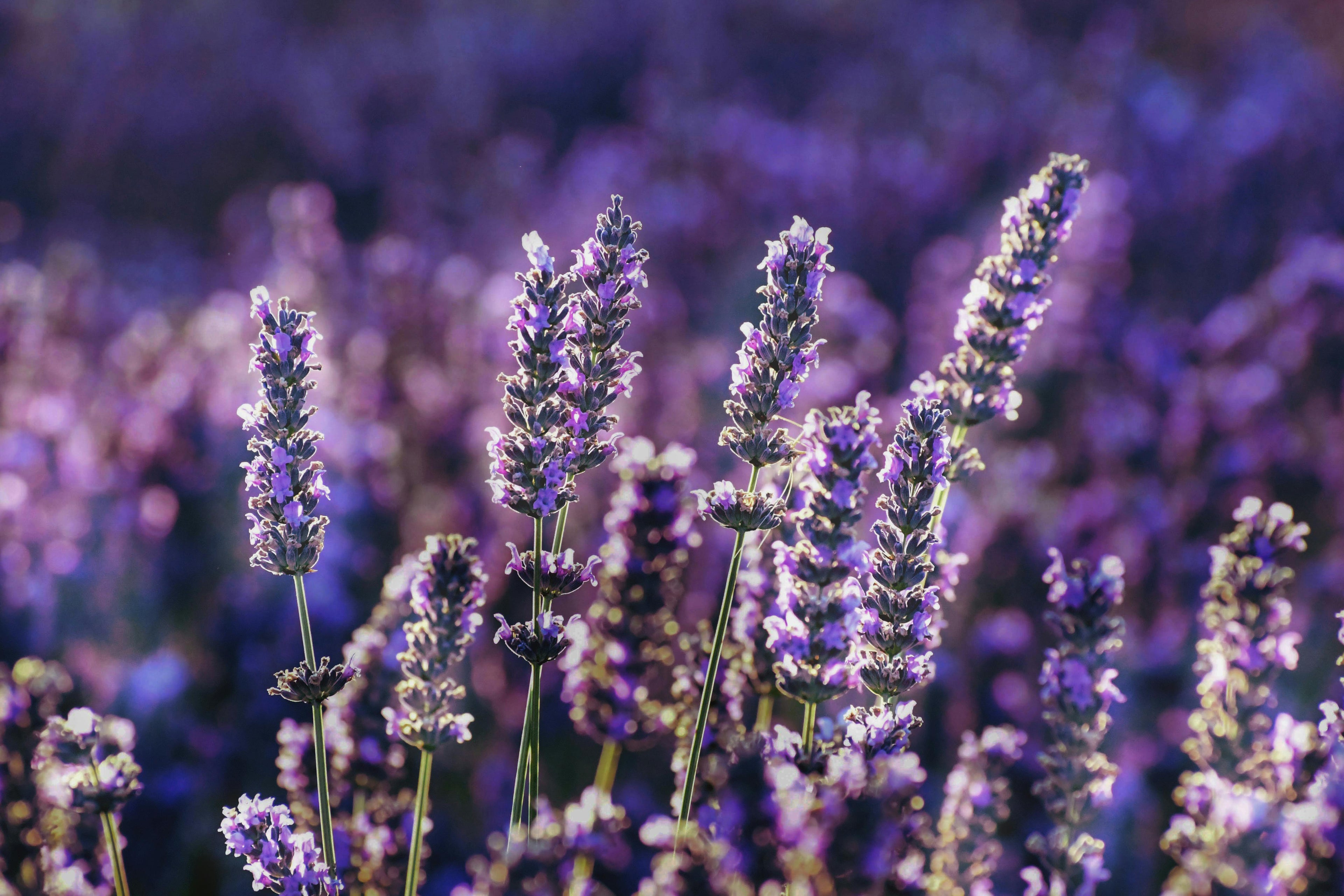 Aromas para difusores: guía completa para elegir la fragancia perfecta - BENDIS