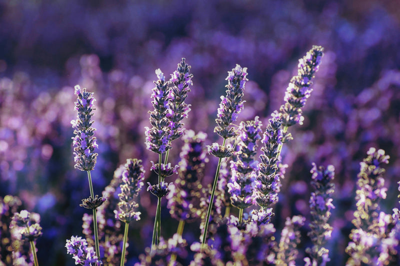Aromas para difusores: guía completa para elegir la fragancia perfecta - BENDIS