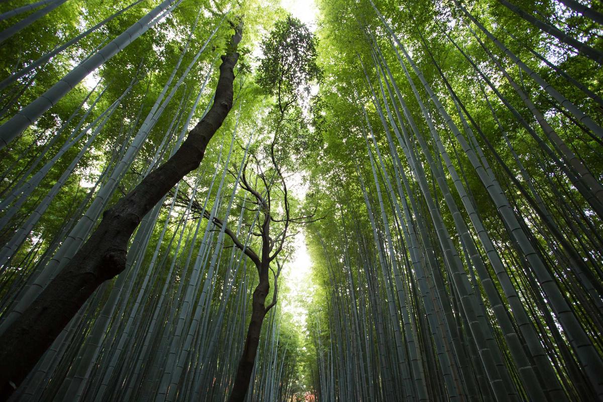 Aromaterapia y Feng Shui: cómo armonizar tu hogar con aromas y energía - BENDIS