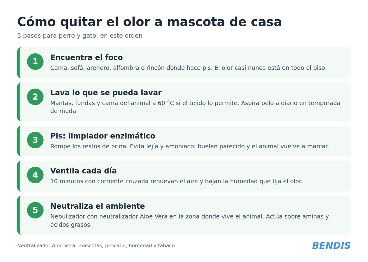 Cómo quitar el olor a mascota de casa: perro, gato y olor a pis - BENDIS