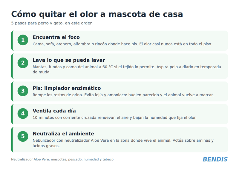 Cómo quitar el olor a mascota de casa: perro, gato y olor a pis - BENDIS