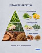 Pirámide olfativa de la fragancia BENDIS Citronela: notas de salida citronela y limón, corazón hierba limón y eucalipto, fondo cedro y vetiver