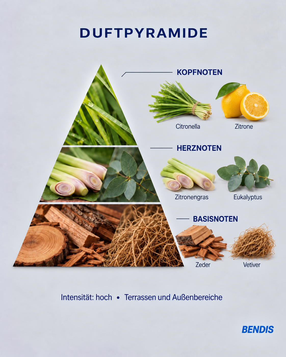Pyramide olfactive du parfum BENDIS Citronnelle : notes de tête citronnelle et citron, notes de cœur lemongrass et eucalyptus, notes de fond cèdre et vétiver