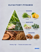 BENDIS Citronella fragrance olfactory pyramid: top notes citronella and lemon, heart notes lemongrass and eucalyptus, base notes cedar and vetiver