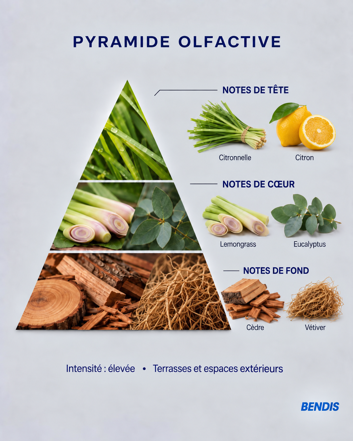 Pyramide olfactive du parfum BENDIS Citronnelle : notes de tête citronnelle et citron, notes de cœur lemongrass et eucalyptus, notes de fond cèdre et vétiver