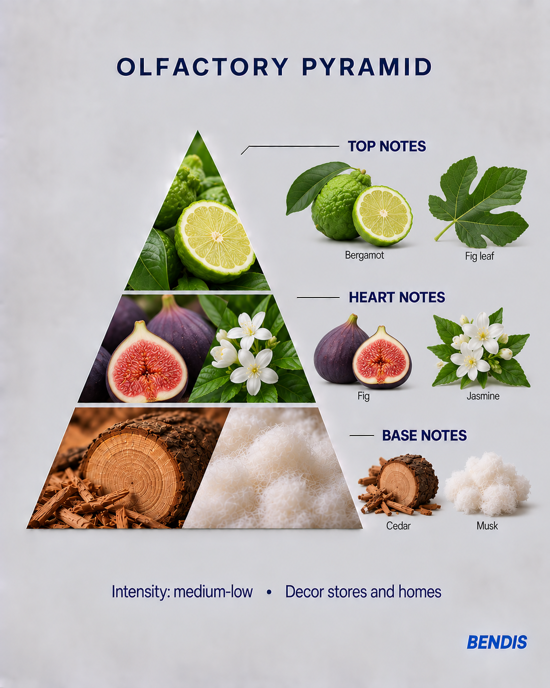 BENDIS Fig fragrance olfactory pyramid: top notes bergamot and fig leaf, heart notes fig and jasmine, base notes cedar and musk