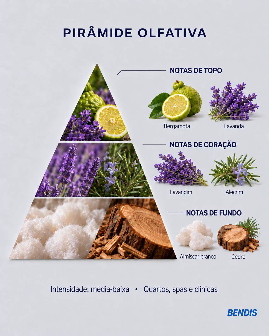 Pyramide olfactive du parfum BENDIS Lavande : notes de tête bergamote et lavande, notes de cœur lavandin et romarin, notes de fond musc blanc et cèdre