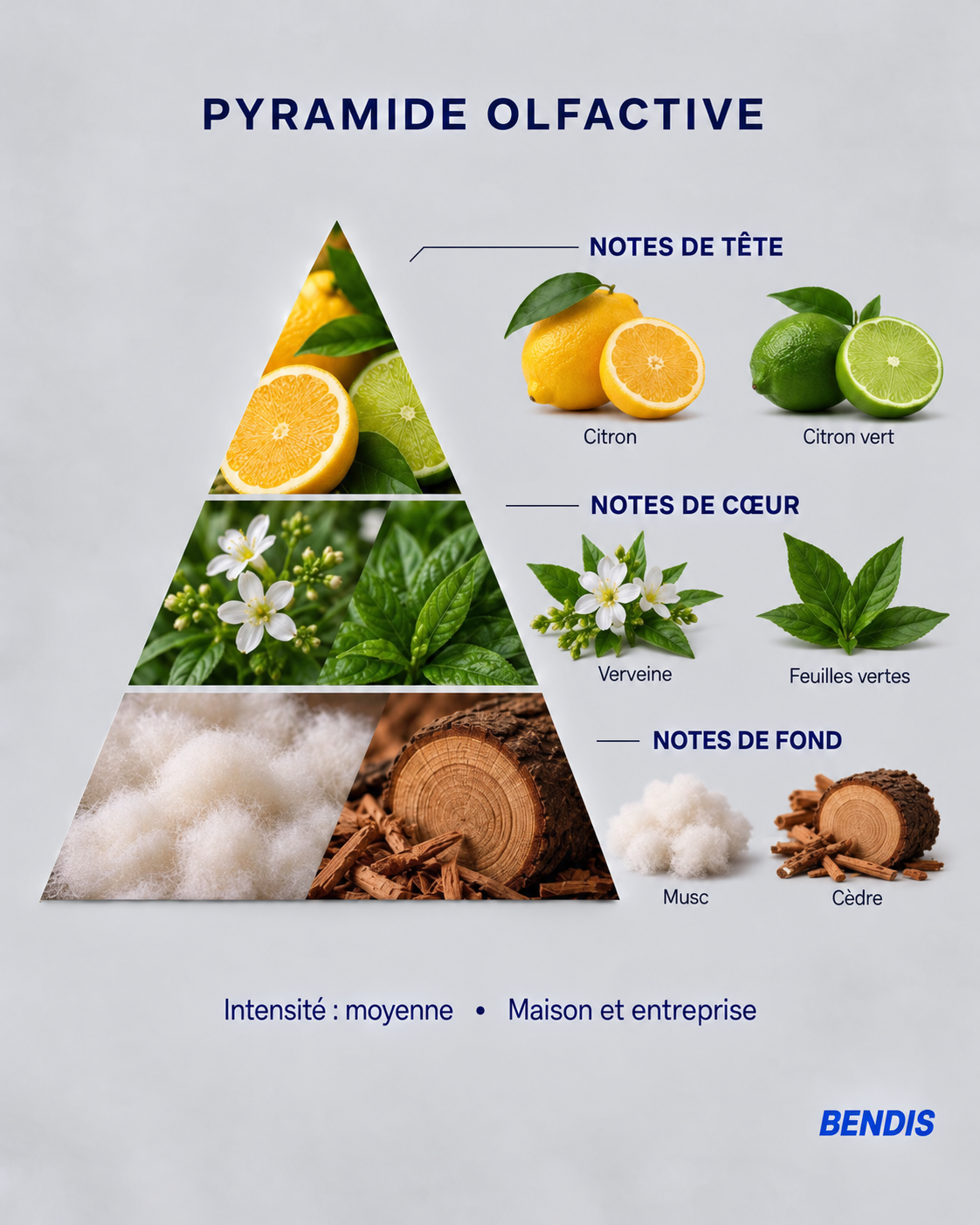 Pyramide olfactive du parfum BENDIS Citron : notes de tête citron et citron vert, notes de cœur verveine et feuilles vertes, notes de fond musc et cèdre