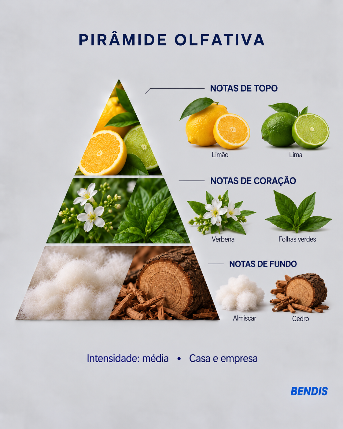 Pyramide olfactive du parfum BENDIS Citron : notes de tête citron et citron vert, notes de cœur verveine et feuilles vertes, notes de fond musc et cèdre