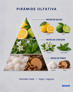 Pirámide olfativa de la fragancia BENDIS Limón: notas de salida limón y lima, corazón verbena y hojas verdes, fondo almizcle y cedro