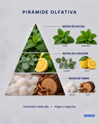 Pirámide olfativa de la fragancia BENDIS Menta: notas de salida menta e hierbabuena, corazón eucalipto y limón, fondo almizcle y cedro