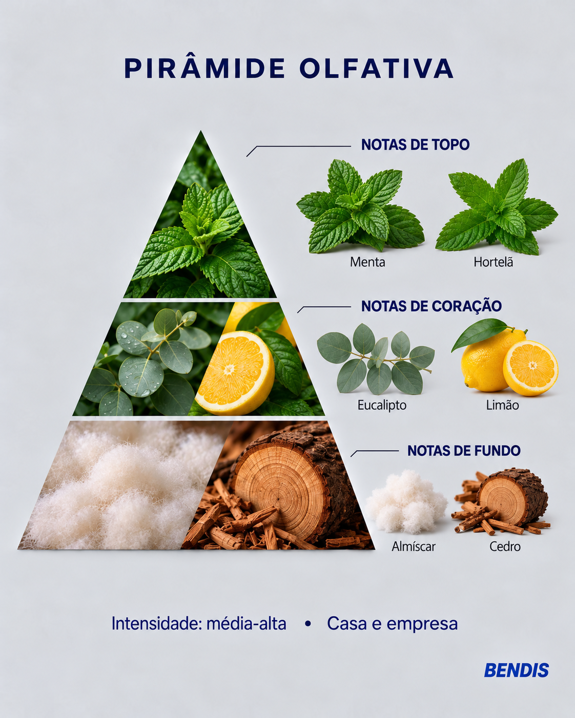 Pyramide olfactive du parfum BENDIS Menthe : notes de tête menthe et menthe verte, notes de cœur eucalyptus et citron, notes de fond musc et cèdre