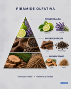 Pirámide olfativa de la fragancia BENDIS Nº17 aromática amaderada: notas de salida bergamota y lavanda, corazón cuero y pimienta negra, fondo cedro y vetiver
