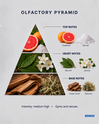 Duftpyramide des BENDIS Duftes N°14 aquatisch-holzig: Kopfnoten Grapefruit und Meersalz, Herznoten Lorbeer und Jasmin, Basisnoten Guajakholz und Eichenmoos