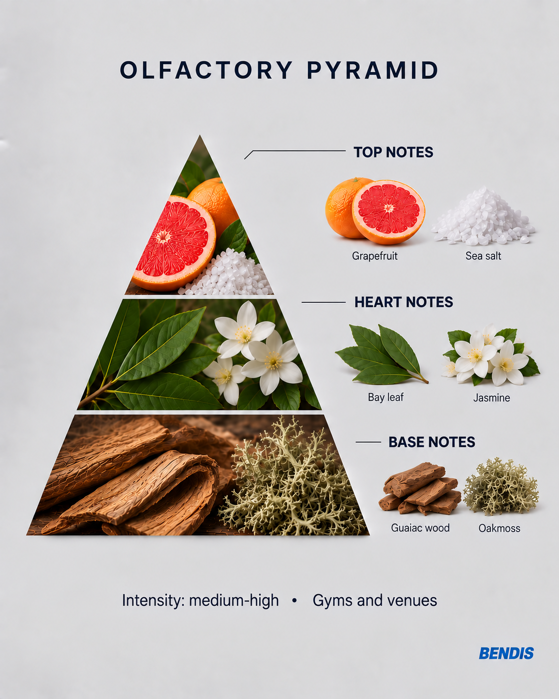 BENDIS No.14 aquatic woody fragrance olfactory pyramid: top notes grapefruit and sea salt, heart notes bay leaf and jasmine, base notes guaiac wood and oakmoss