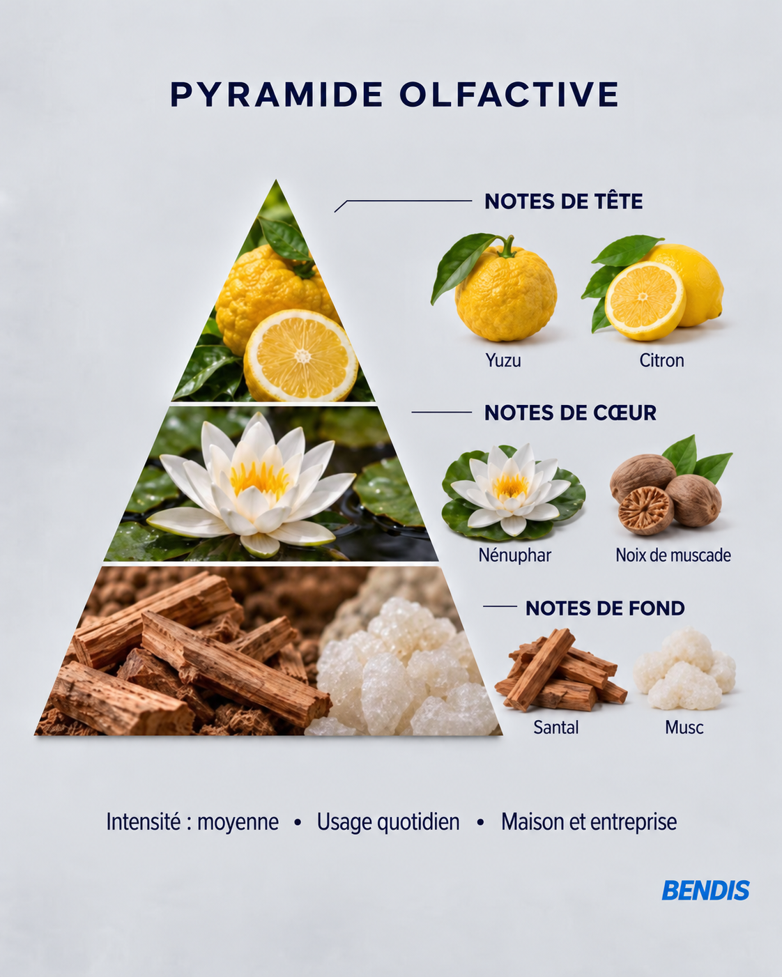 Pyramide olfactive du parfum BENDIS Nº3 aquatique hespéridé : notes de tête yuzu et citron, notes de cœur nénuphar et noix de muscade, notes de fond santal et musc