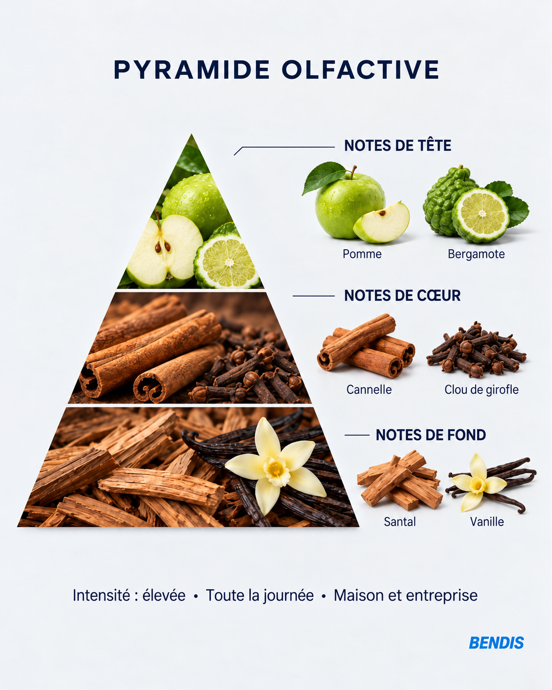 Pyramide olfactive du parfum BENDIS Nº4 boisé épicé : notes de tête pomme et bergamote, notes de cœur cannelle et clou de girofle, notes de fond santal et vanille