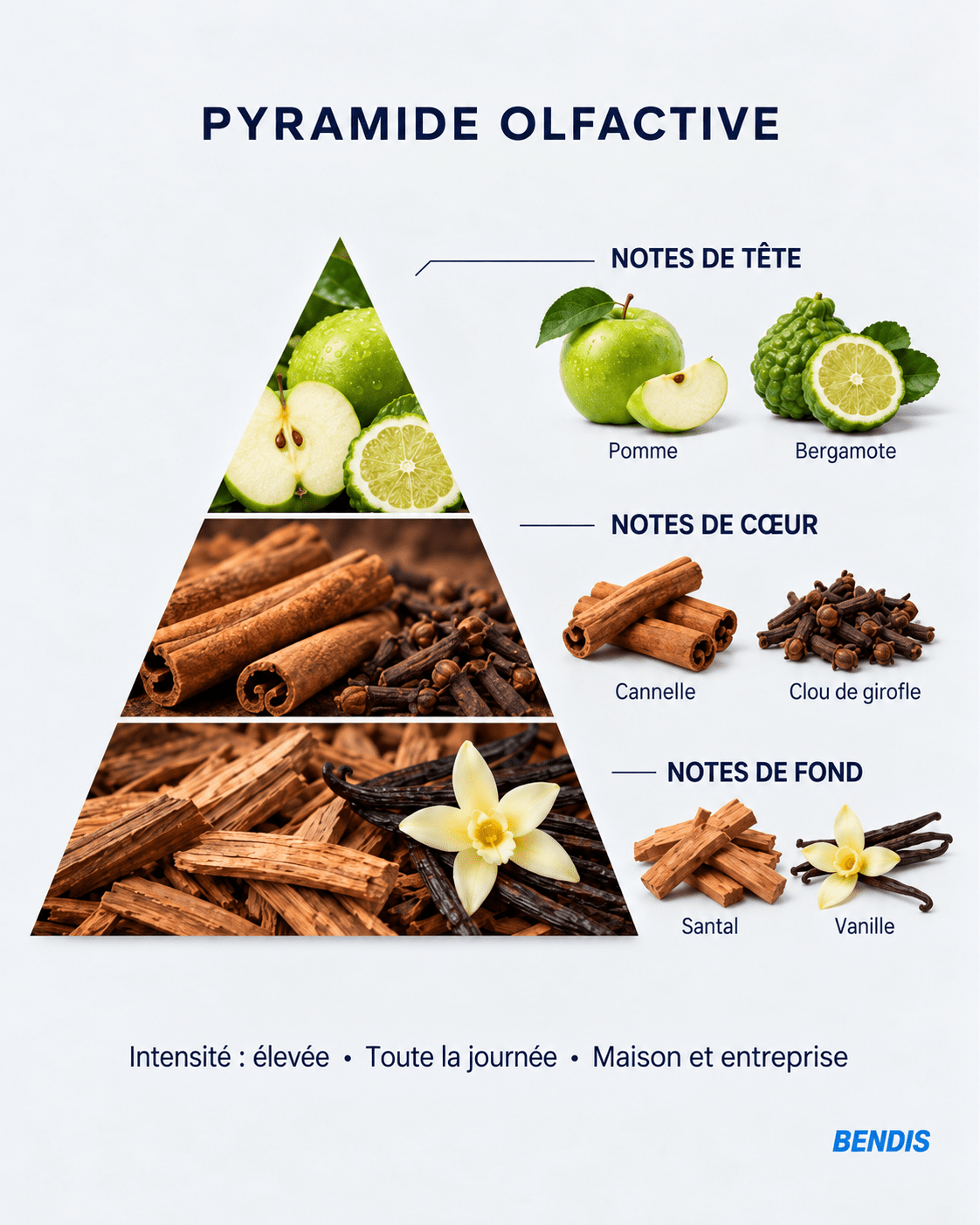 Olfactory pyramid of the BENDIS Nº4 spicy woody fragrance: top notes apple and bergamot, heart notes cinnamon and clove, base notes sandalwood and vanilla